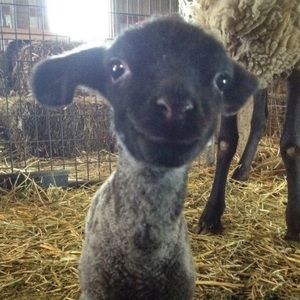 Meet your Posher, Ricquell